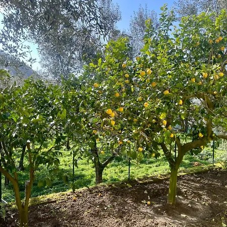 Alojamento de Acomodação e Pequeno-almoço Realty Holidays - The Smile Of The Sun Sorrento